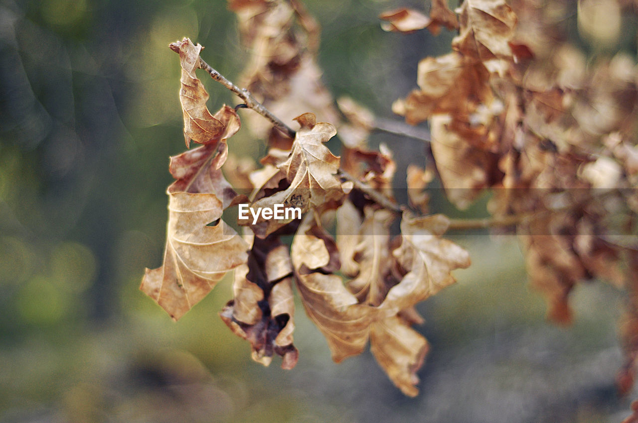 tree, leaf, dry, autumn, nature, plant part, plant, branch, close-up, flower, no people, day, focus on foreground, fragility, beauty in nature, macro photography, outdoors, selective focus, brown, twig, tranquility, land, spring, growth, food