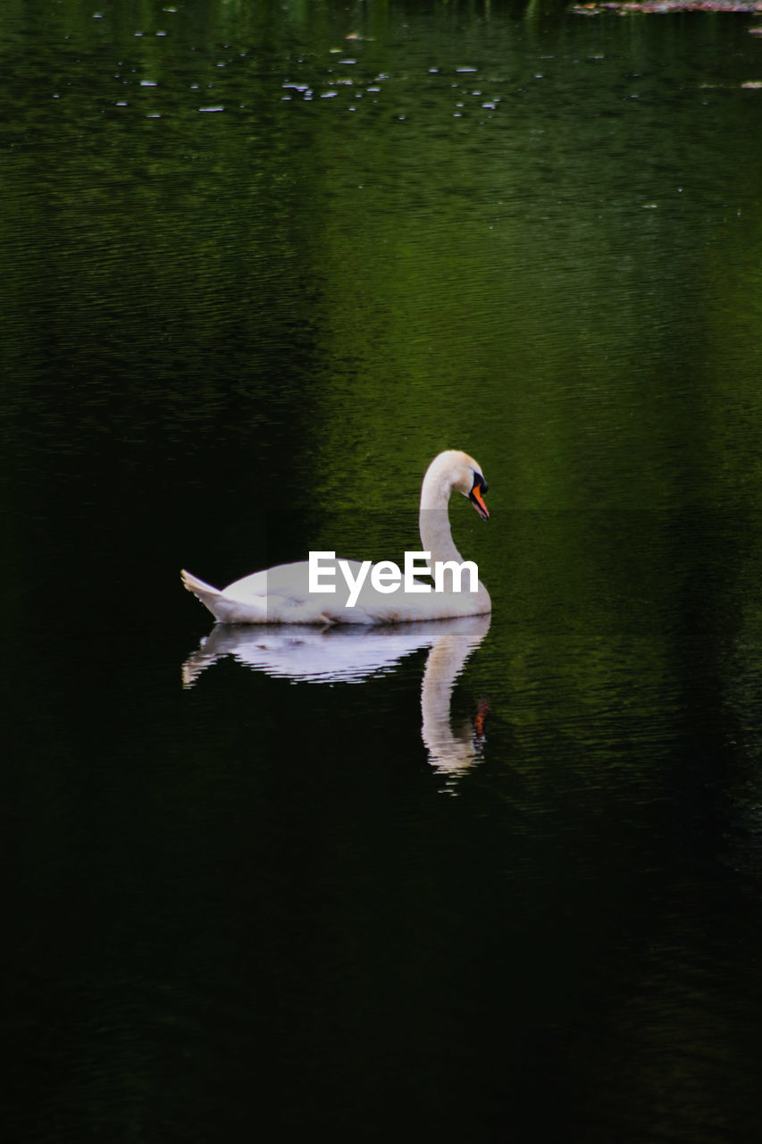 SWAN FLOATING IN LAKE