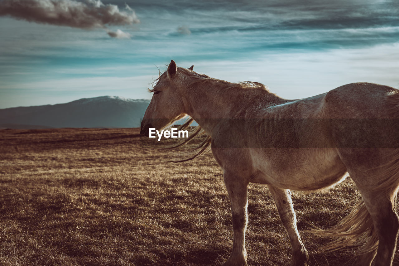 Horse standing on field 