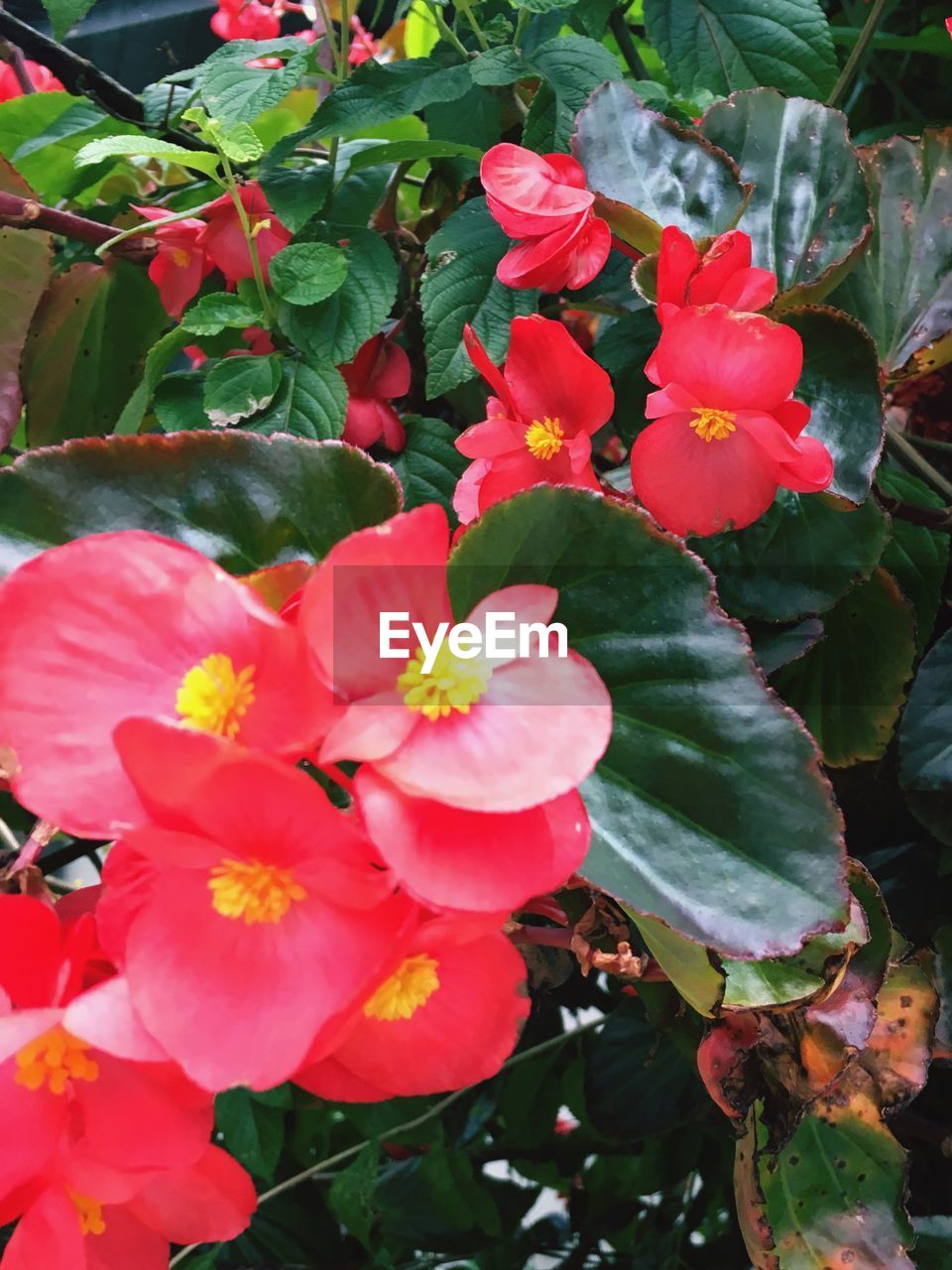 CLOSE-UP OF FLOWERS BLOOMING