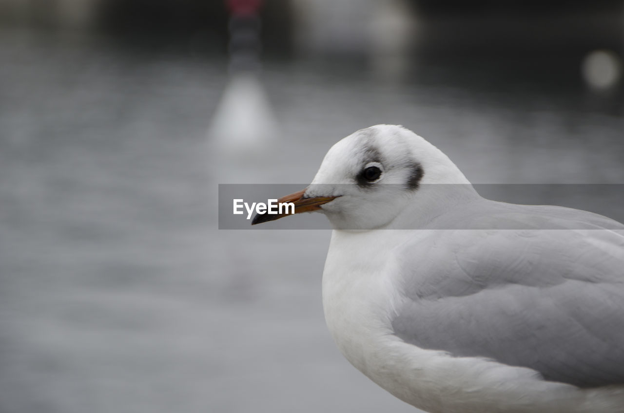 Close-up of seagull perching outdoors