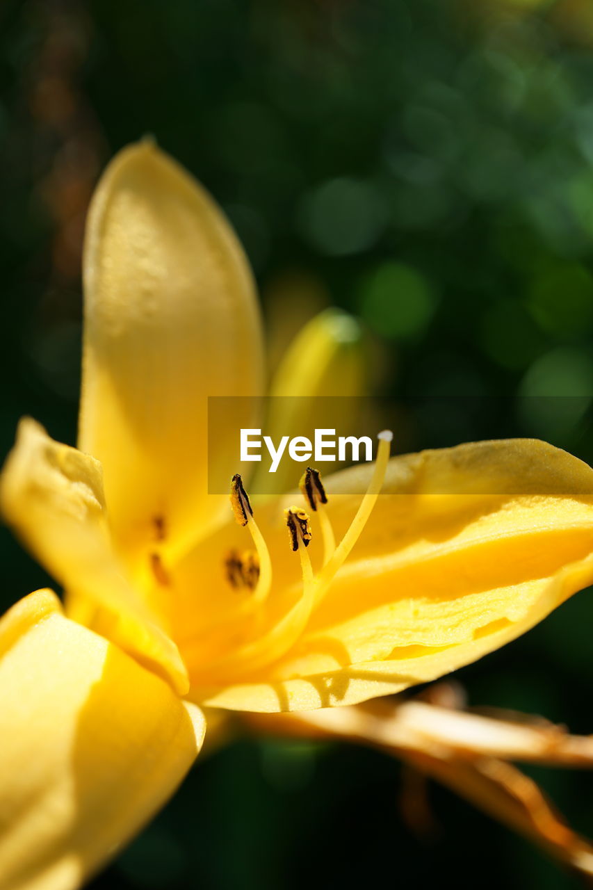 yellow, flower, flowering plant, plant, freshness, macro photography, beauty in nature, close-up, petal, fragility, flower head, nature, inflorescence, growth, no people, leaf, focus on foreground, springtime, lily, outdoors, plant stem, blossom, sunlight, pollen, selective focus, stamen
