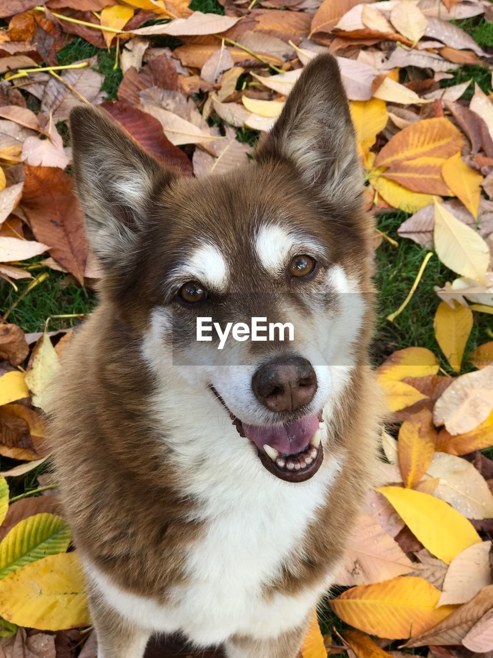 Portrait of dog with leaves during autumn