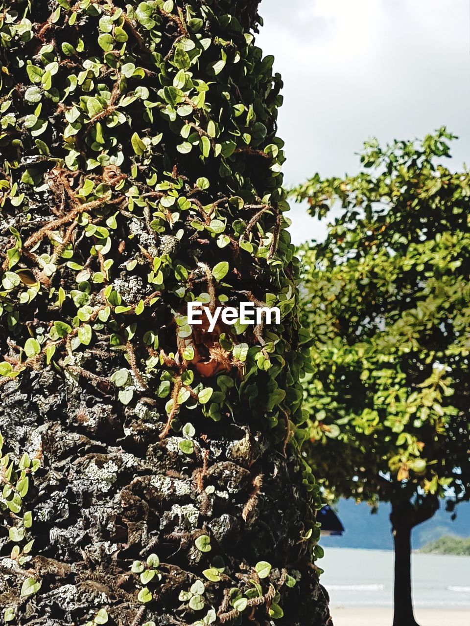 CLOSE-UP OF TREES AGAINST SKY