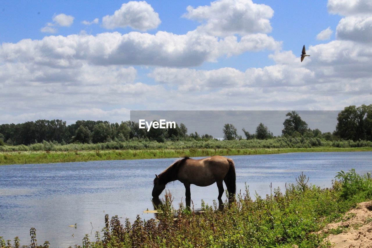 HORSES IN A LAKE