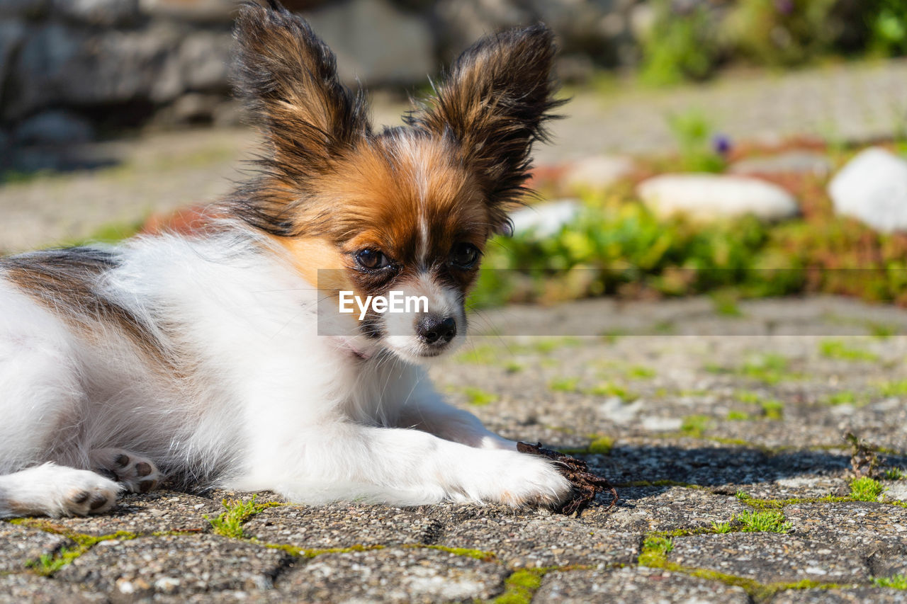 PORTRAIT OF PUPPY