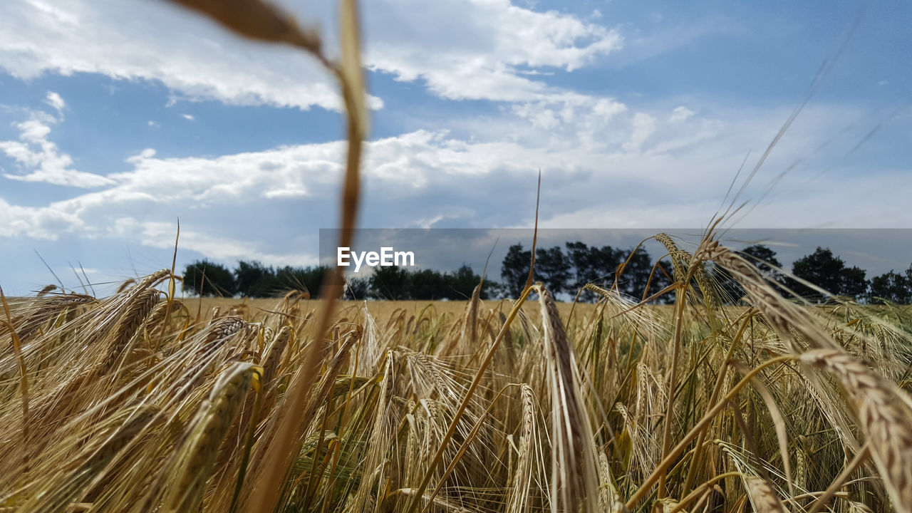 CLOSE-UP OF WHEAT CROP IN FIELD AGAINST SKY