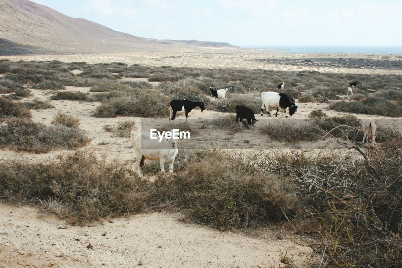 Goats grazing on field against sky