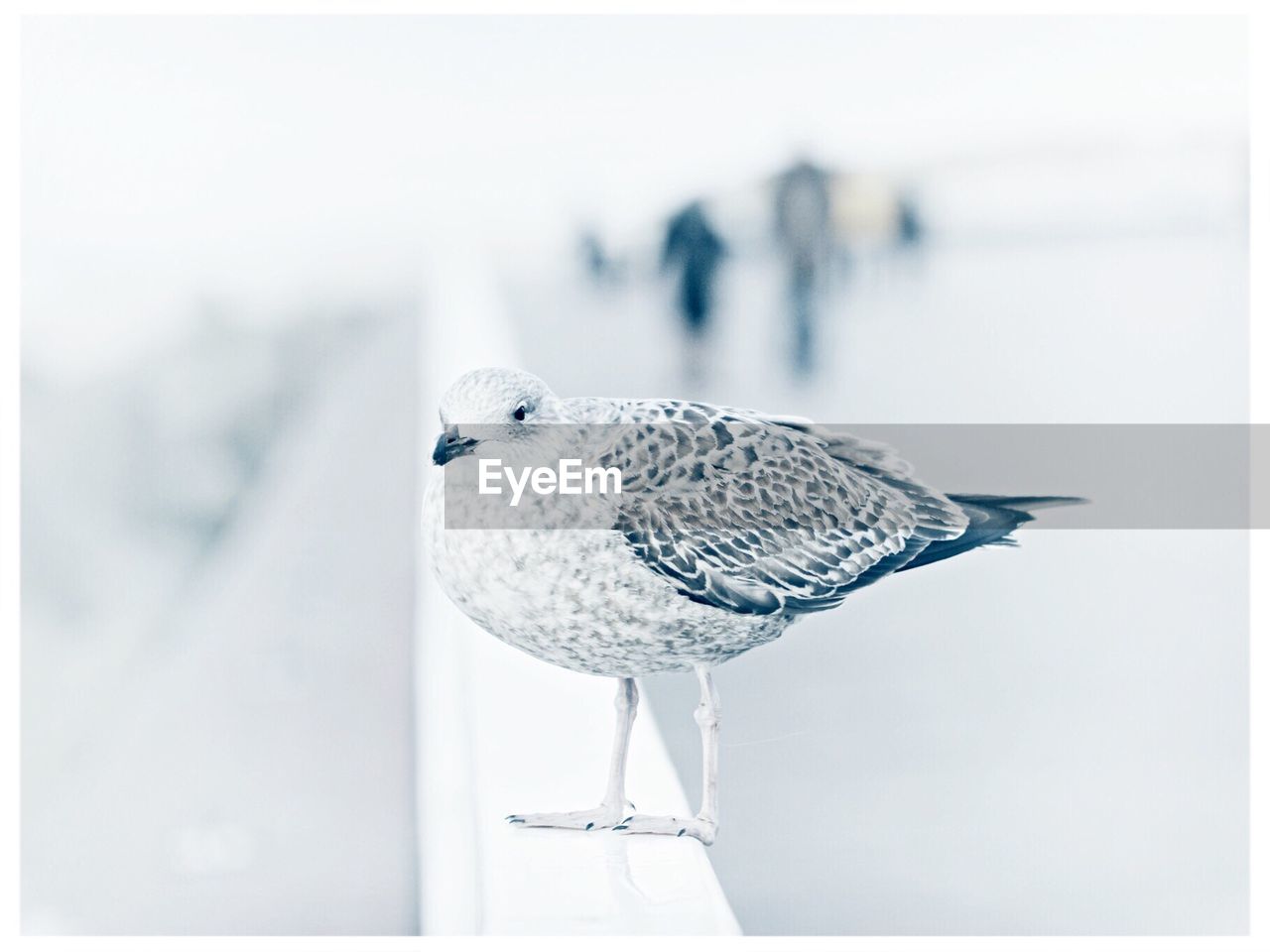 CLOSE-UP OF SEAGULL PERCHING ON LEAF OUTDOORS