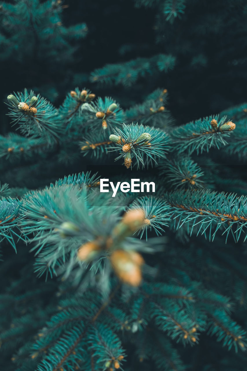 nature, plant, tree, reef, pine tree, coniferous tree, pinaceae, christmas tree, underwater, no people, marine biology, branch, holiday, beauty in nature, coral, coral reef, green, celebration, blue, close-up, spruce, outdoors, water, fir, christmas, winter, needle - plant part, day