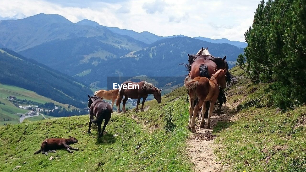 View of horses grazing on landscape