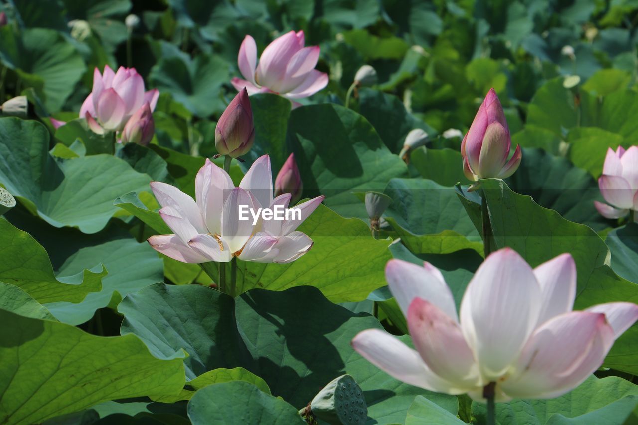 CLOSE-UP OF PINK LOTUS WATER LILY IN GARDEN