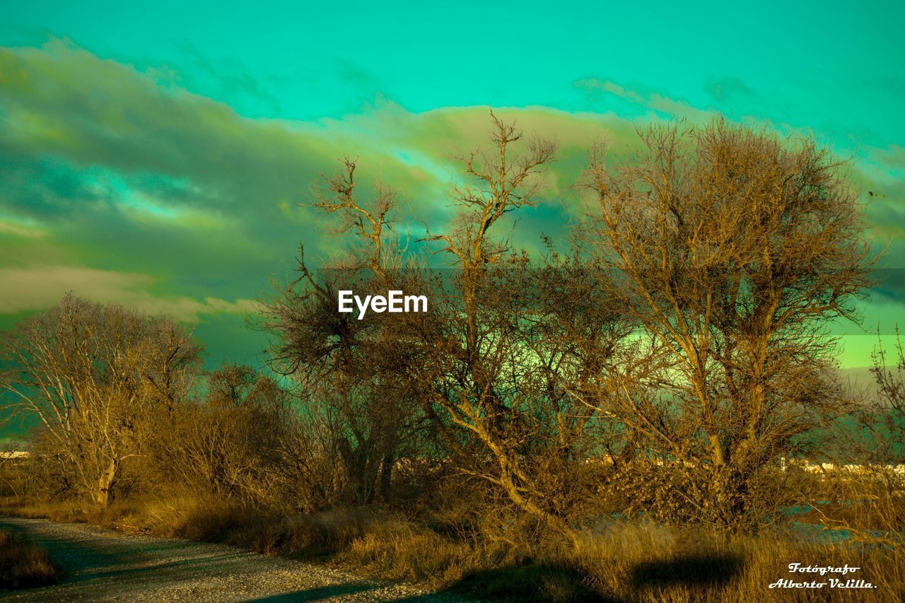 TREES IN FIELD AGAINST SKY