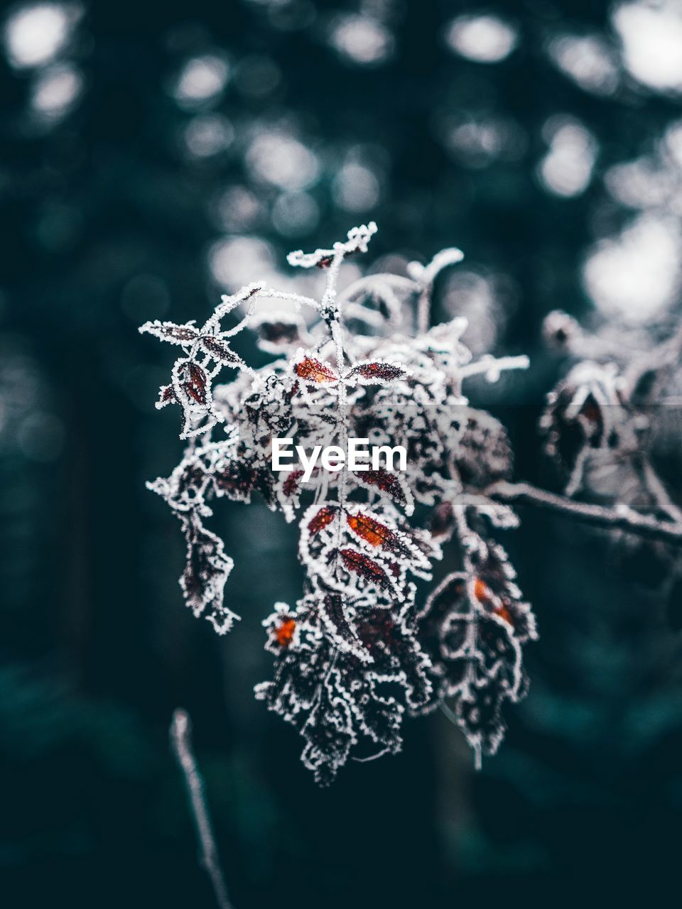 CLOSE-UP OF FROZEN LEAVES ON TREE