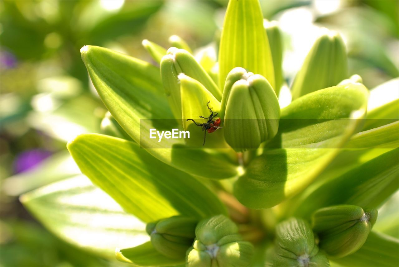 Close-up of insect on plant