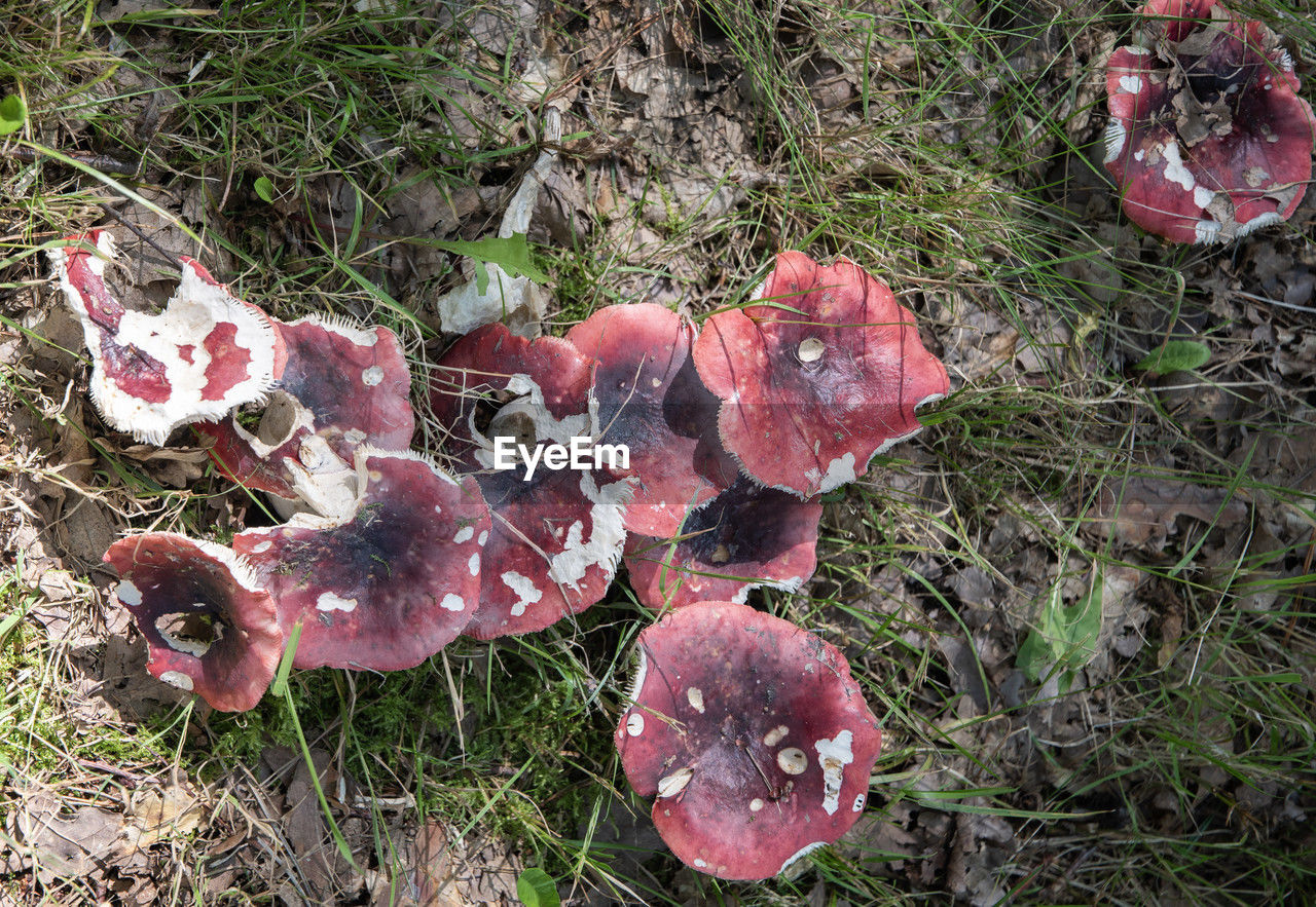 plant, land, nature, high angle view, growth, no people, field, day, fungus, mushroom, flower, grass, food, close-up, outdoors, edible mushroom, leaf, beauty in nature, red, vegetable, pink, toadstool