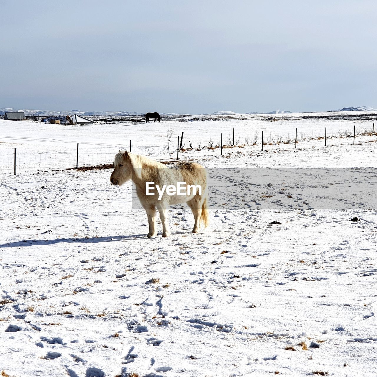 View of white horse on snow covered land