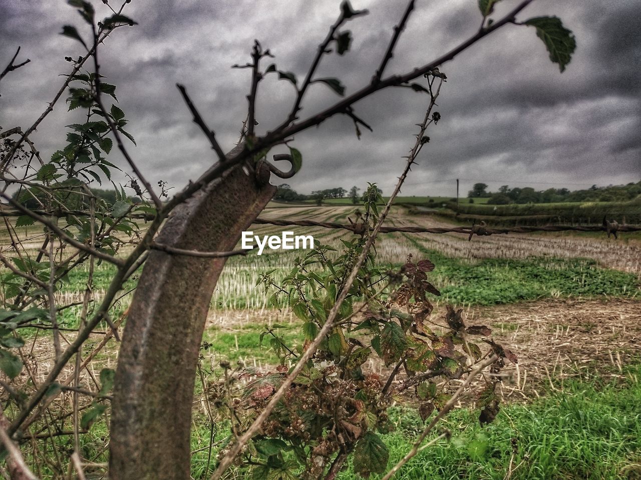 CLOSE-UP OF AGRICULTURAL FIELD