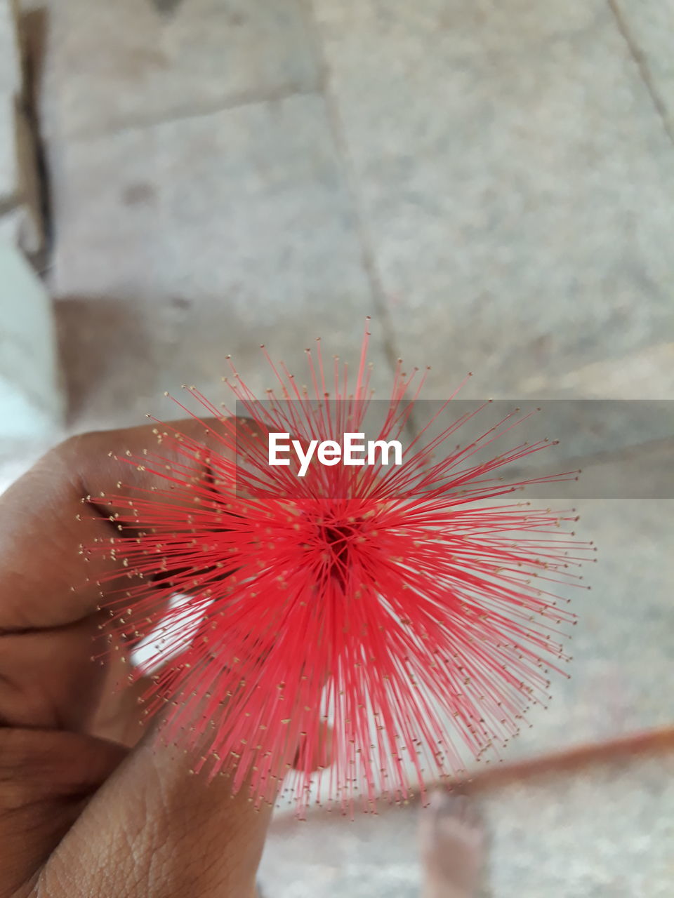 CLOSE-UP OF HAND HOLDING RED FLOWER AGAINST BLURRED BACKGROUND