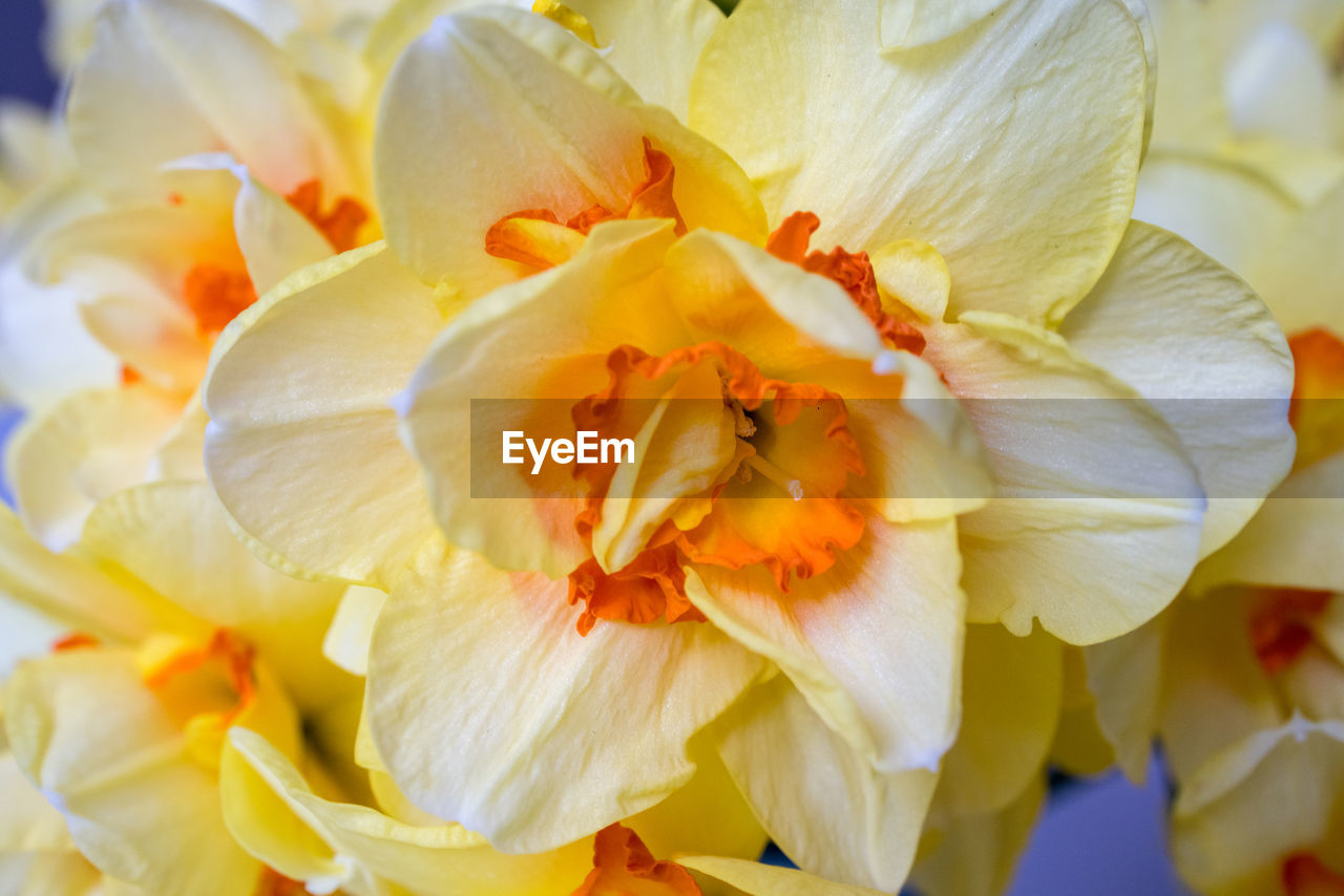 FULL FRAME SHOT OF WHITE FLOWER