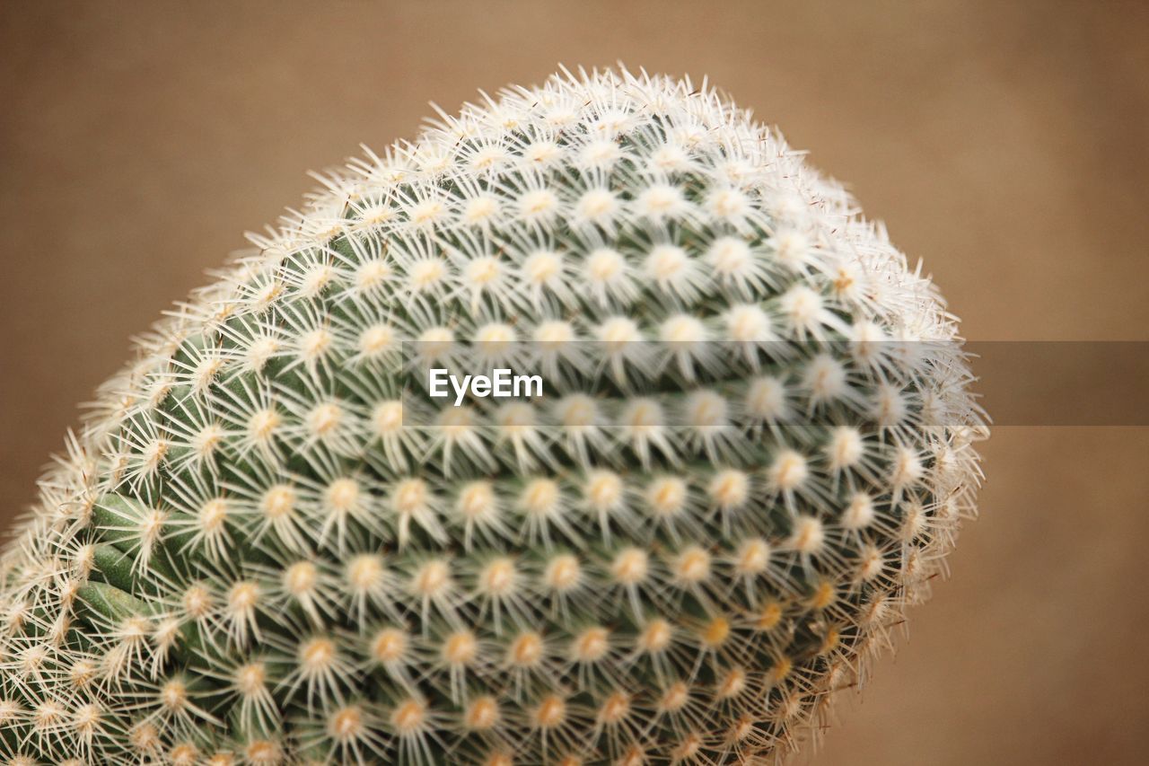 Close-up of cactus