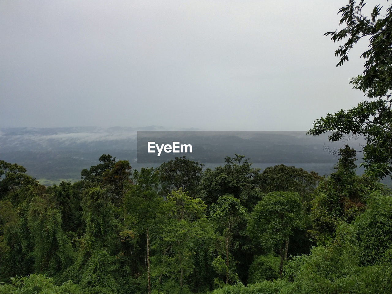 SCENIC VIEW OF FOREST