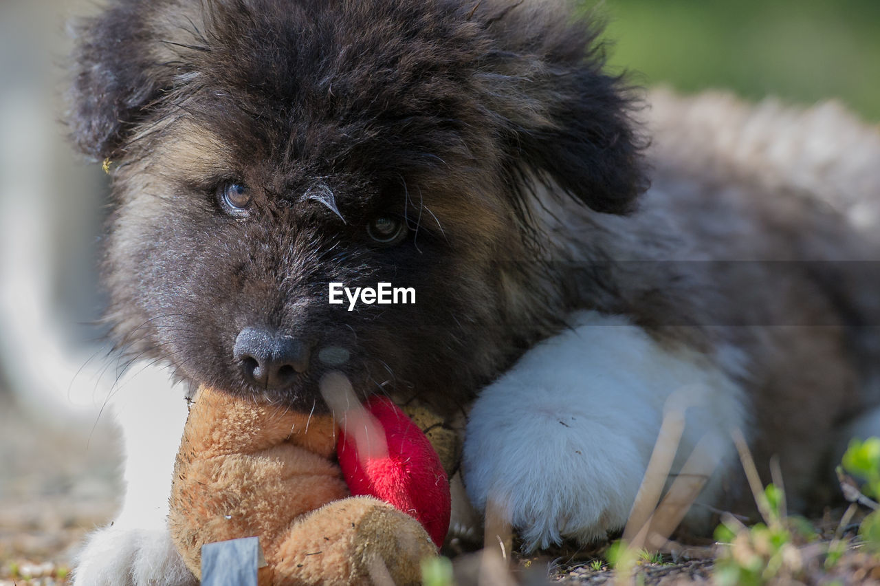 CLOSE-UP OF DOG LOOKING UP