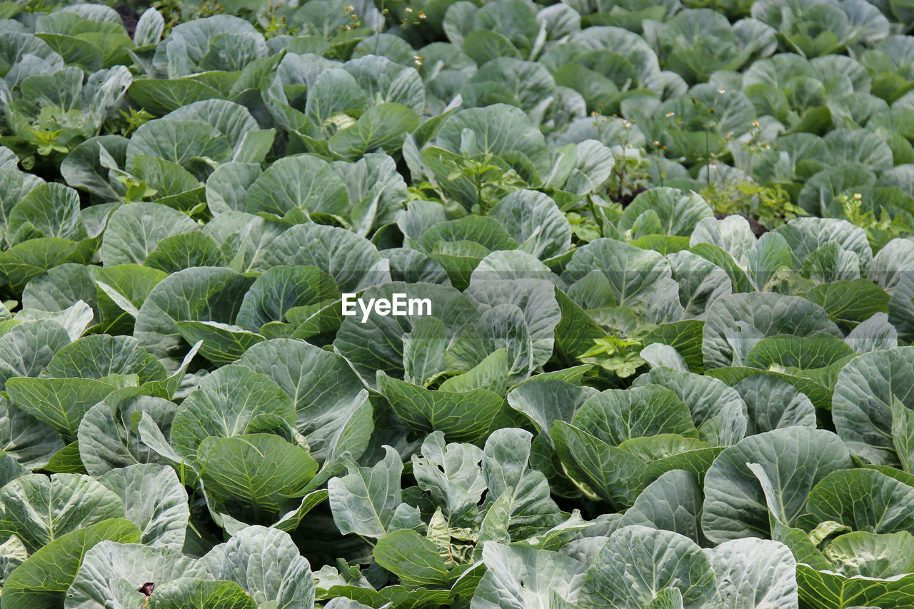 Full frame shot of fresh green cabbage plant in field