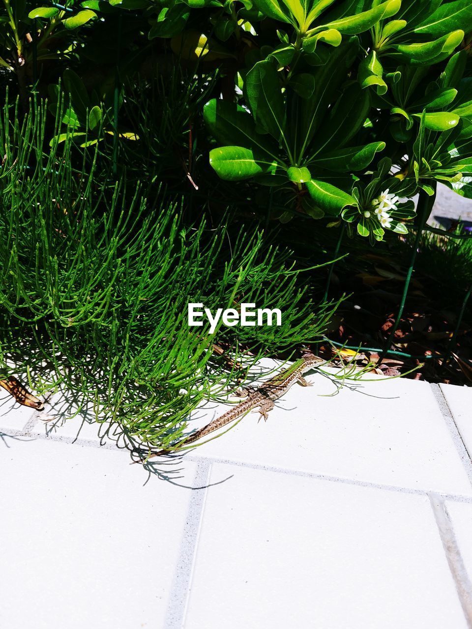 HIGH ANGLE VIEW OF POTTED PLANTS ON FOOTPATH