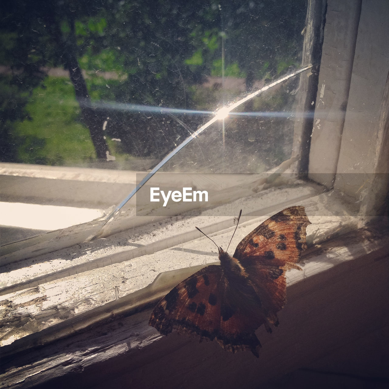 Close-up of butterfly on window sill