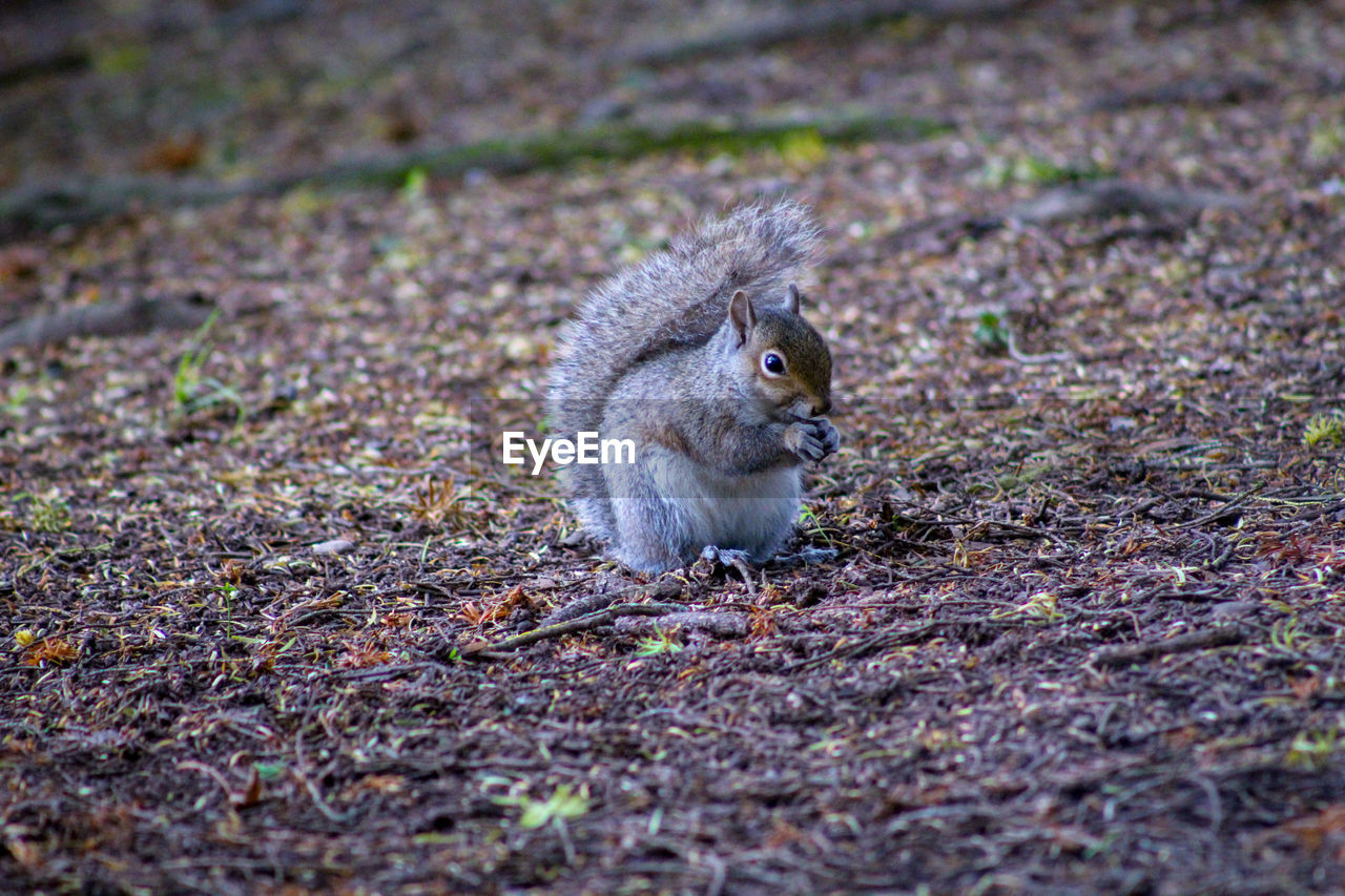 Squirrel on a field