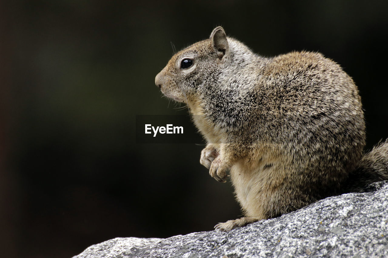 SQUIRREL ON ROCK