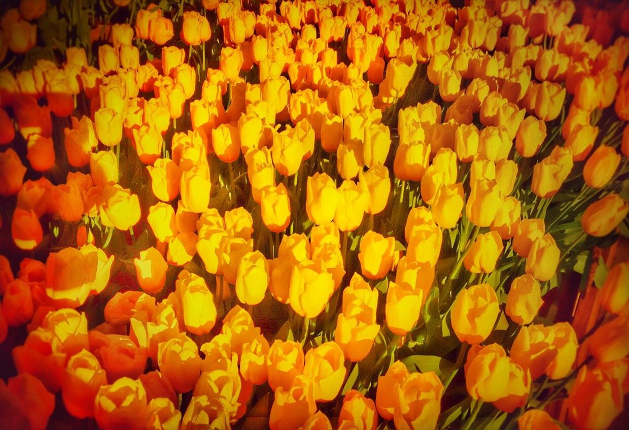 FULL FRAME SHOT OF YELLOW FLOWER