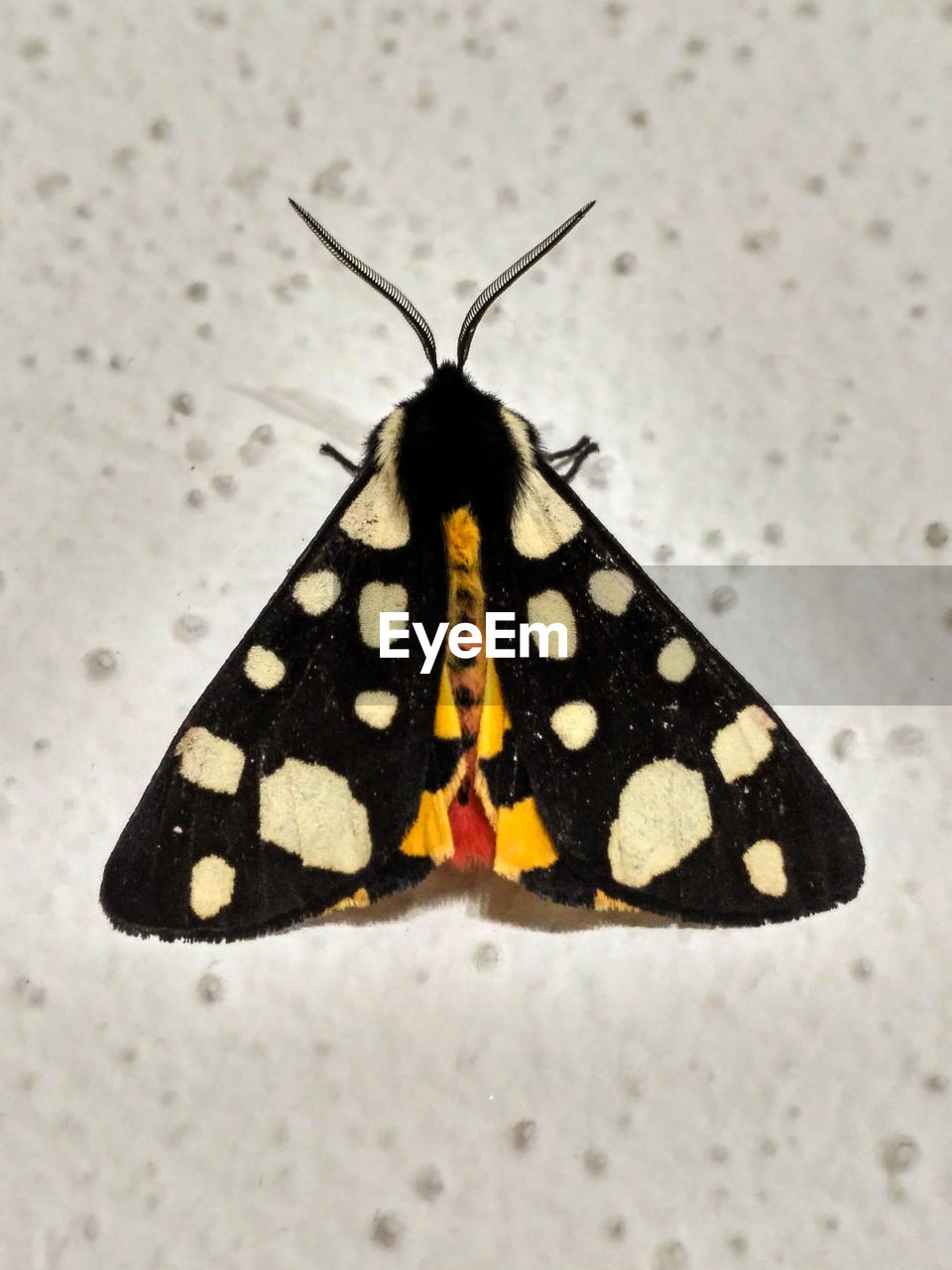 CLOSE-UP OF BUTTERFLY ON A LEAF