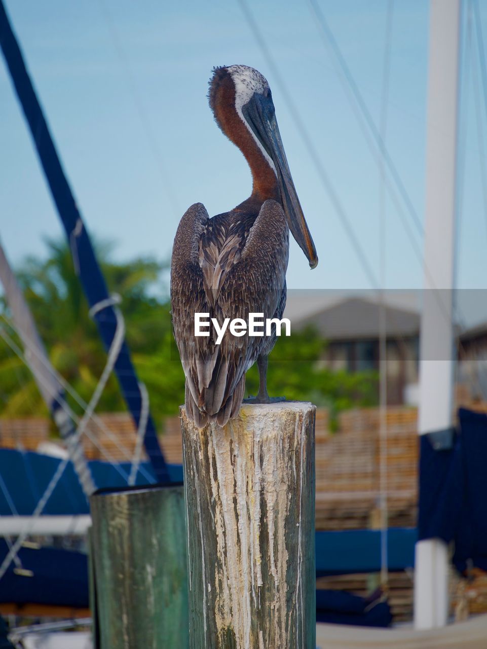 BIRD PERCHING ON WOODEN POST