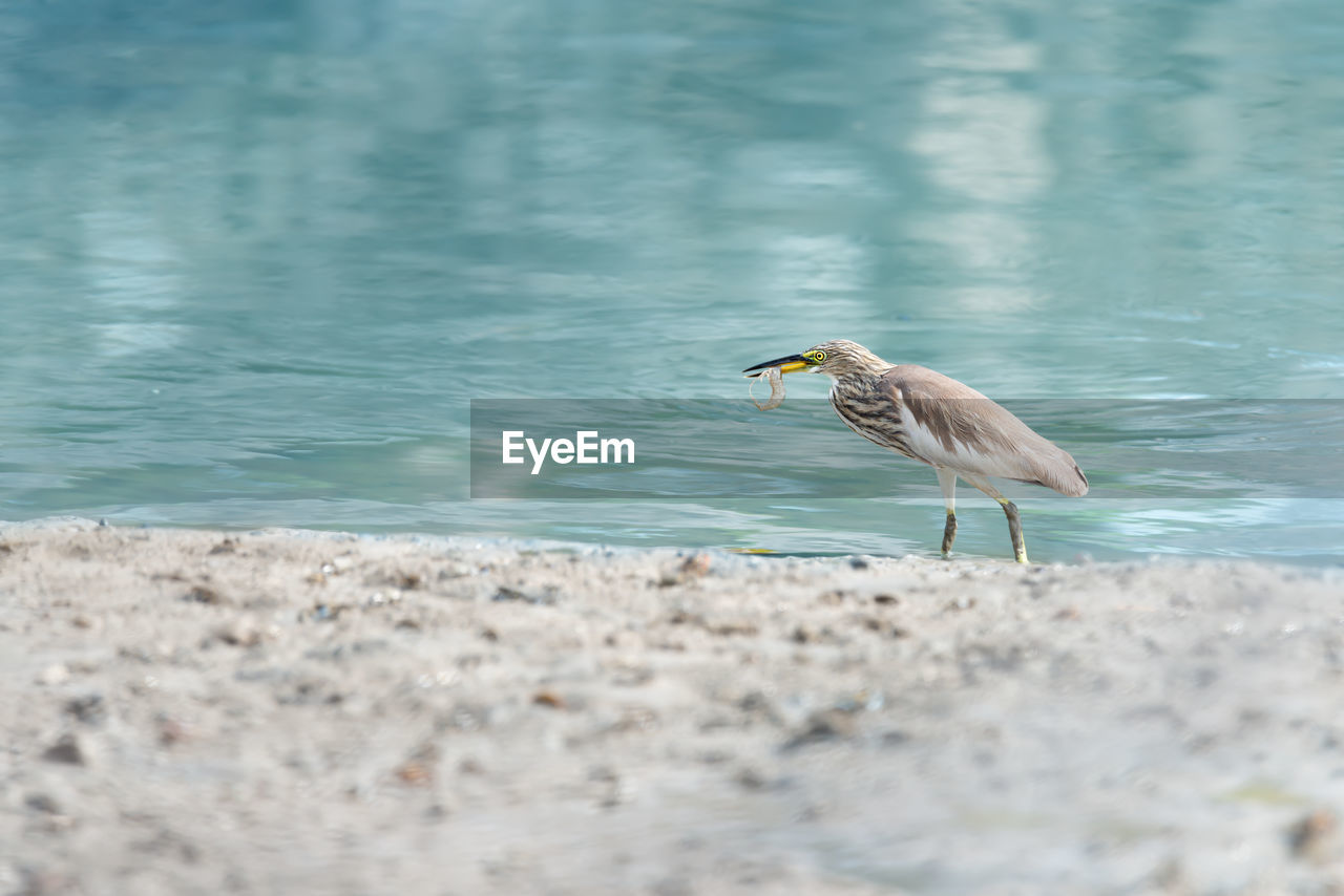Heron on beach