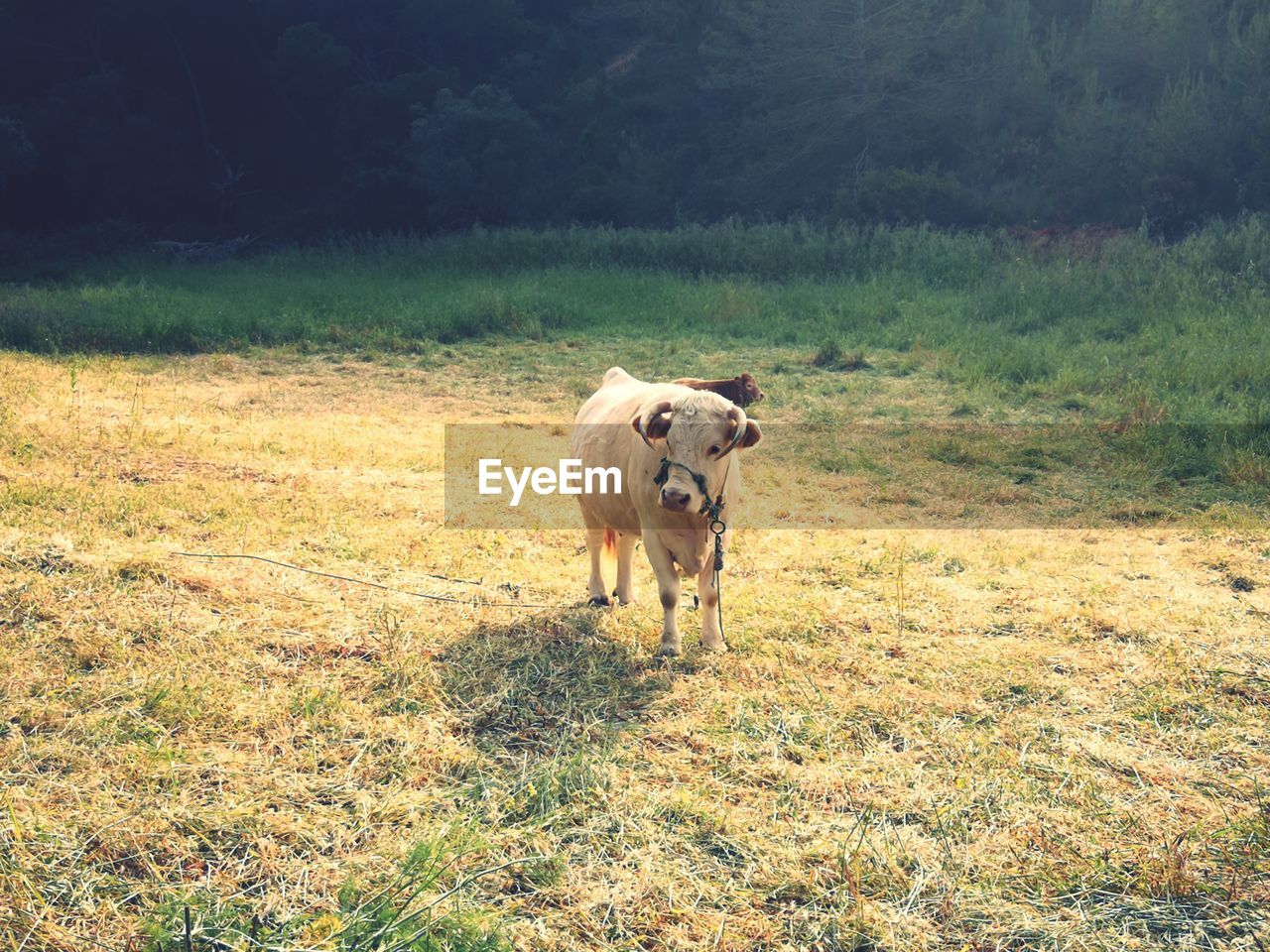 Cow standing in a field