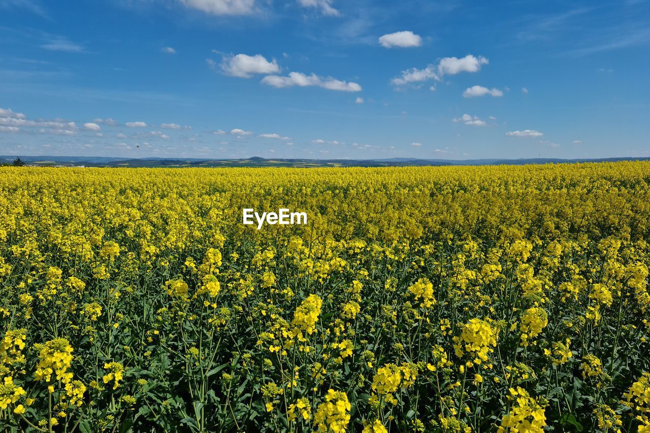 landscape, field, plant, rapeseed, land, sky, agriculture, flower, yellow, environment, beauty in nature, rural scene, canola, vegetable, flowering plant, produce, crop, food, oilseed rape, growth, freshness, nature, cloud, scenics - nature, farm, abundance, tranquility, brassica rapa, tranquil scene, prairie, horizon, no people, springtime, horizon over land, plain, meadow, idyllic, fragility, day, blossom, mustard, blue, outdoors, vibrant color, rural area, cultivated, urban skyline, grassland, sunlight, summer