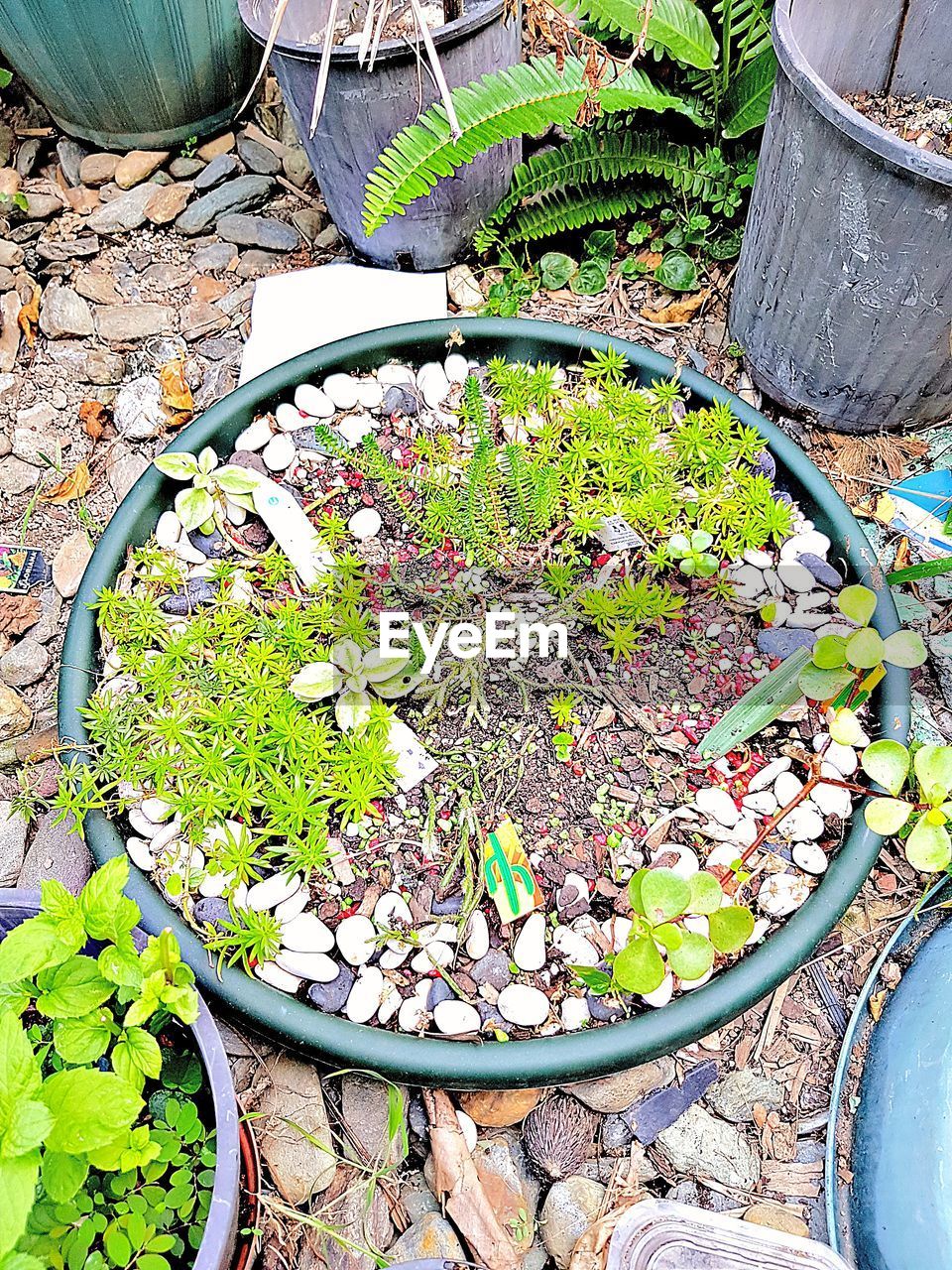 HIGH ANGLE VIEW OF FLOWERS