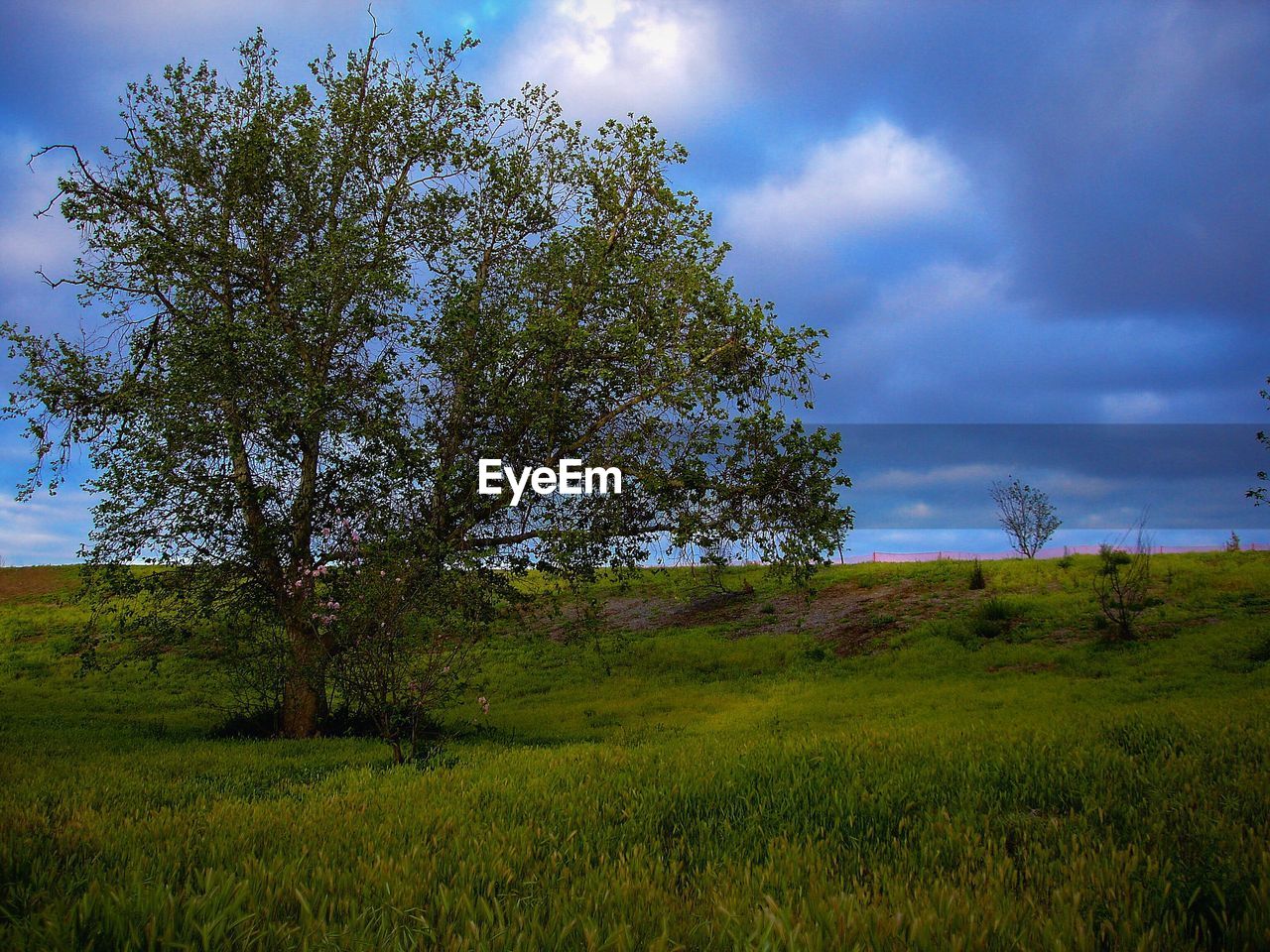 CLOSE-UP OF TREE IN FIELD