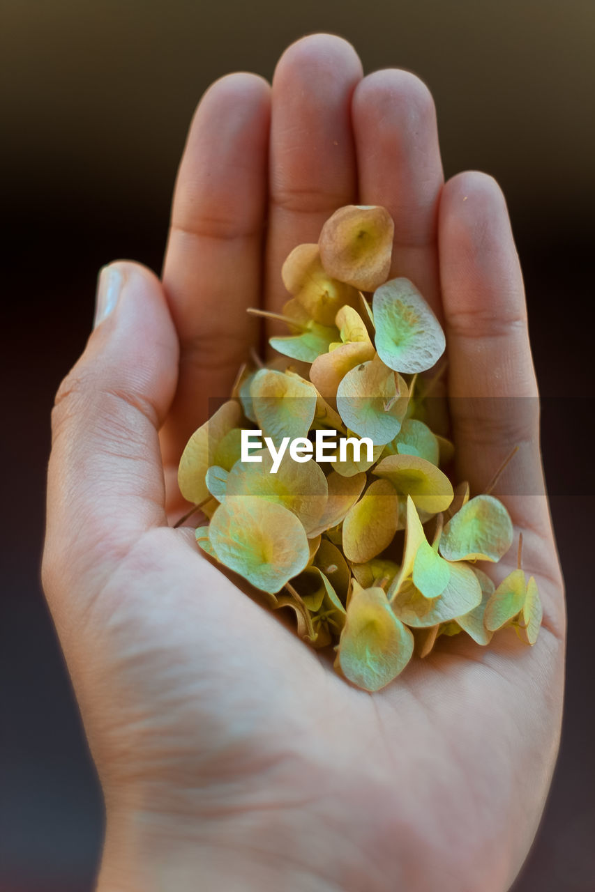 Close up woman hand with flower petals concept photo