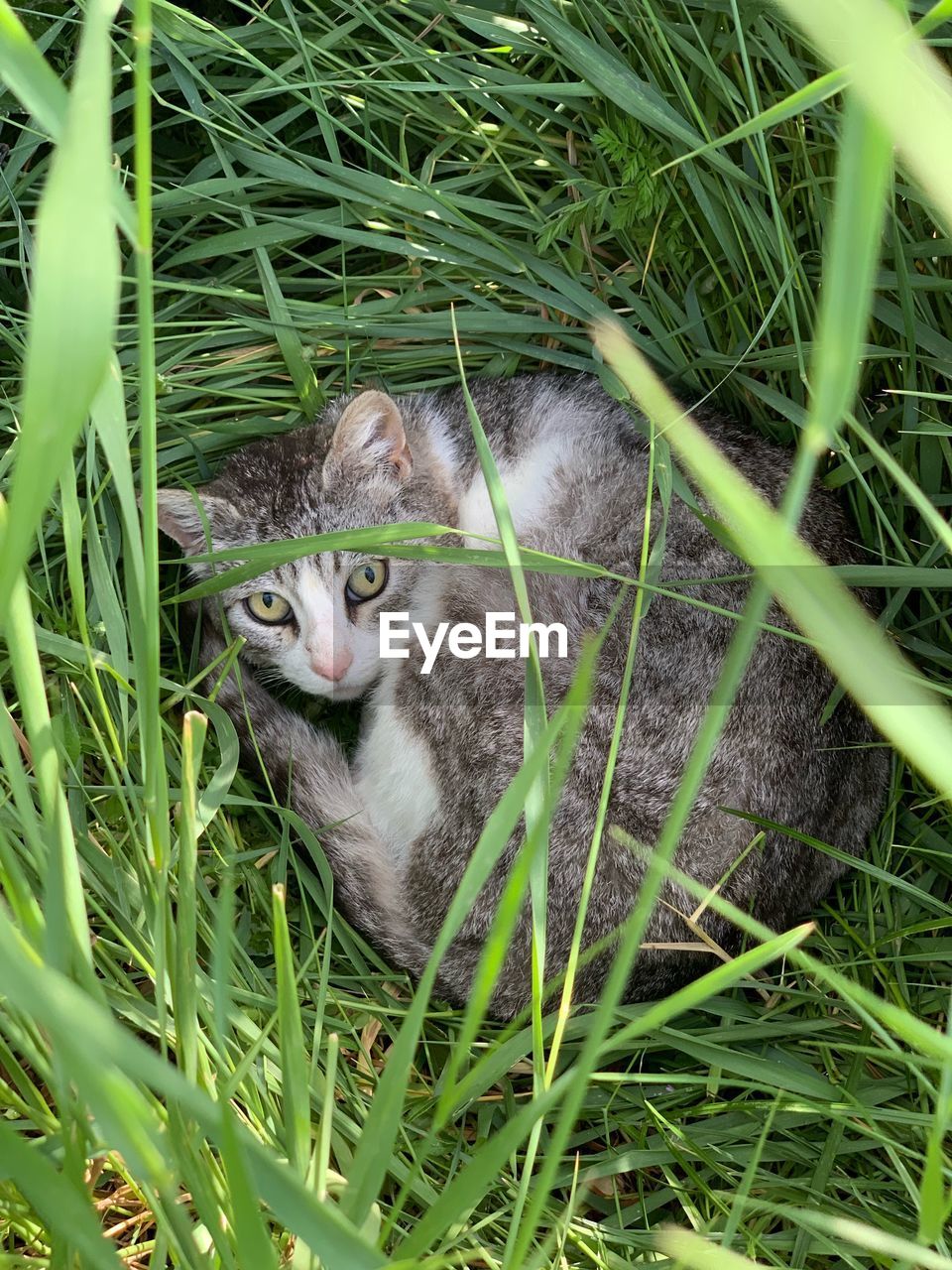 HIGH ANGLE VIEW OF CAT IN FIELD