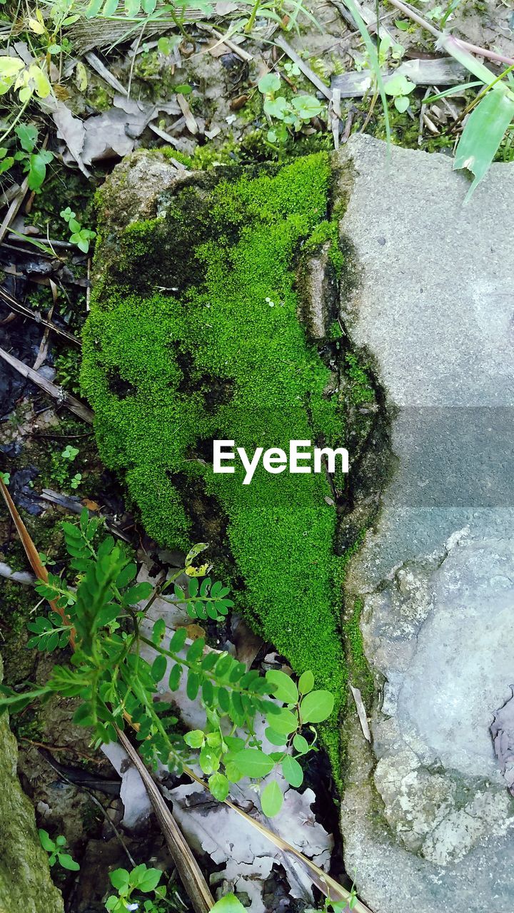 HIGH ANGLE VIEW OF WET LEAVES ON LAND