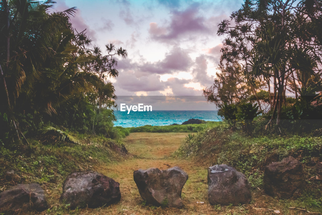 SCENIC VIEW OF SEA BY TREES AGAINST SKY