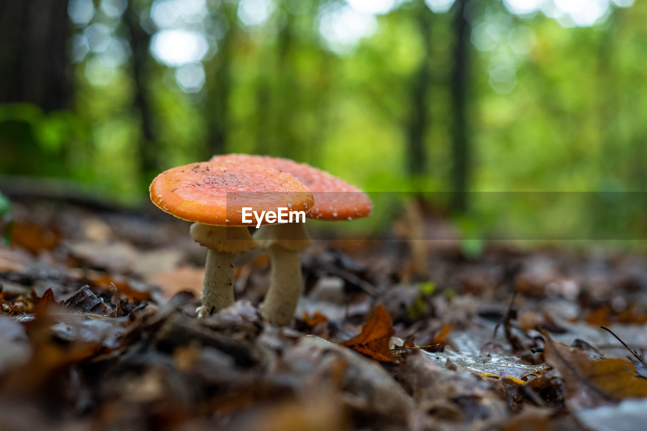 Close-up of mushroom growing on field