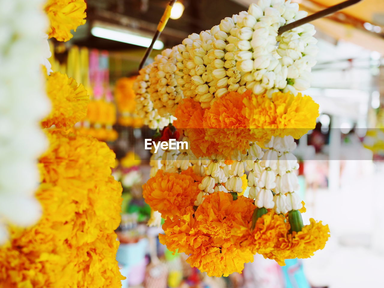 CLOSE-UP OF YELLOW FLOWERS ON PLANT FOR SALE