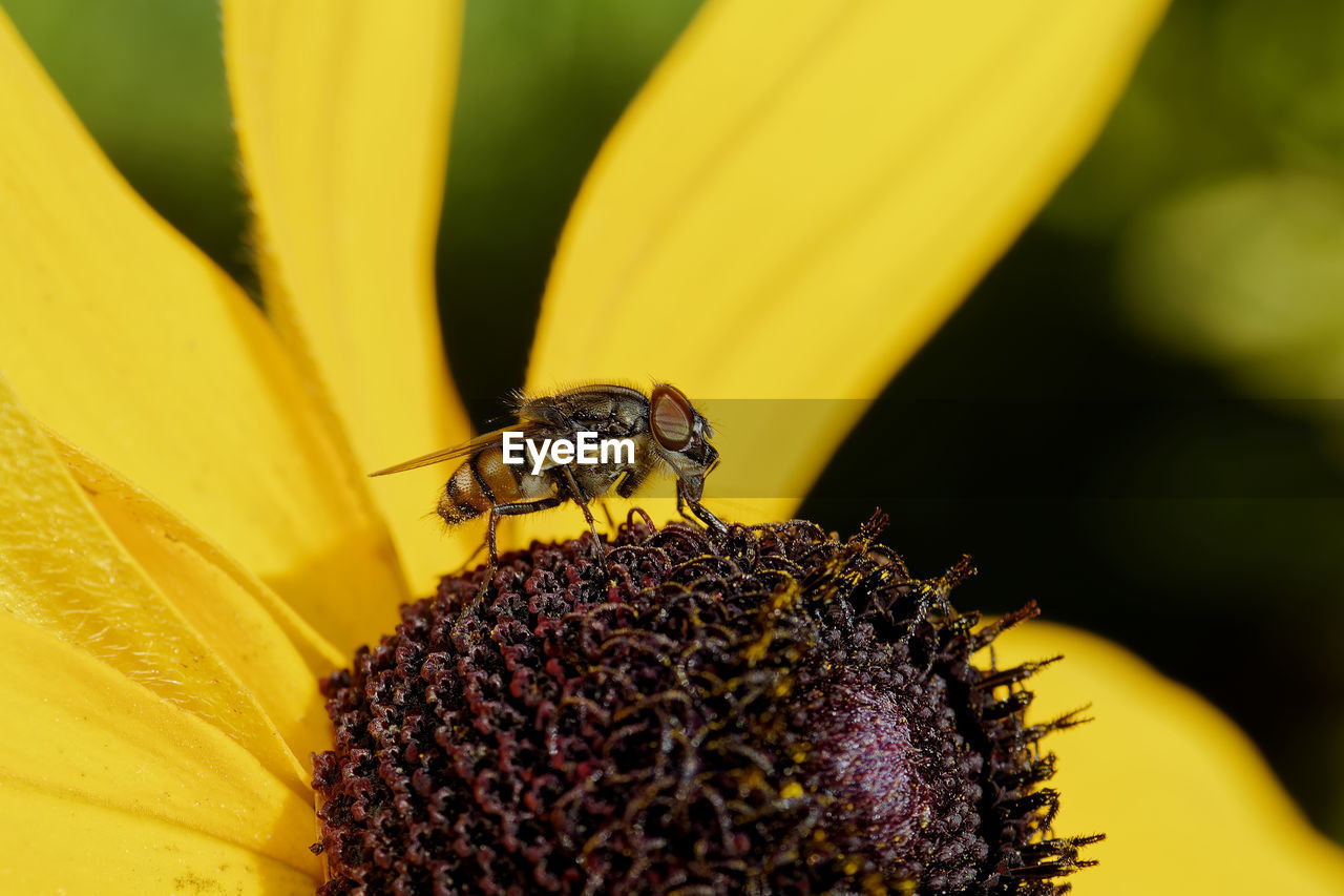 Close-up photo of a fly pollination and yellow flower, insect macro image