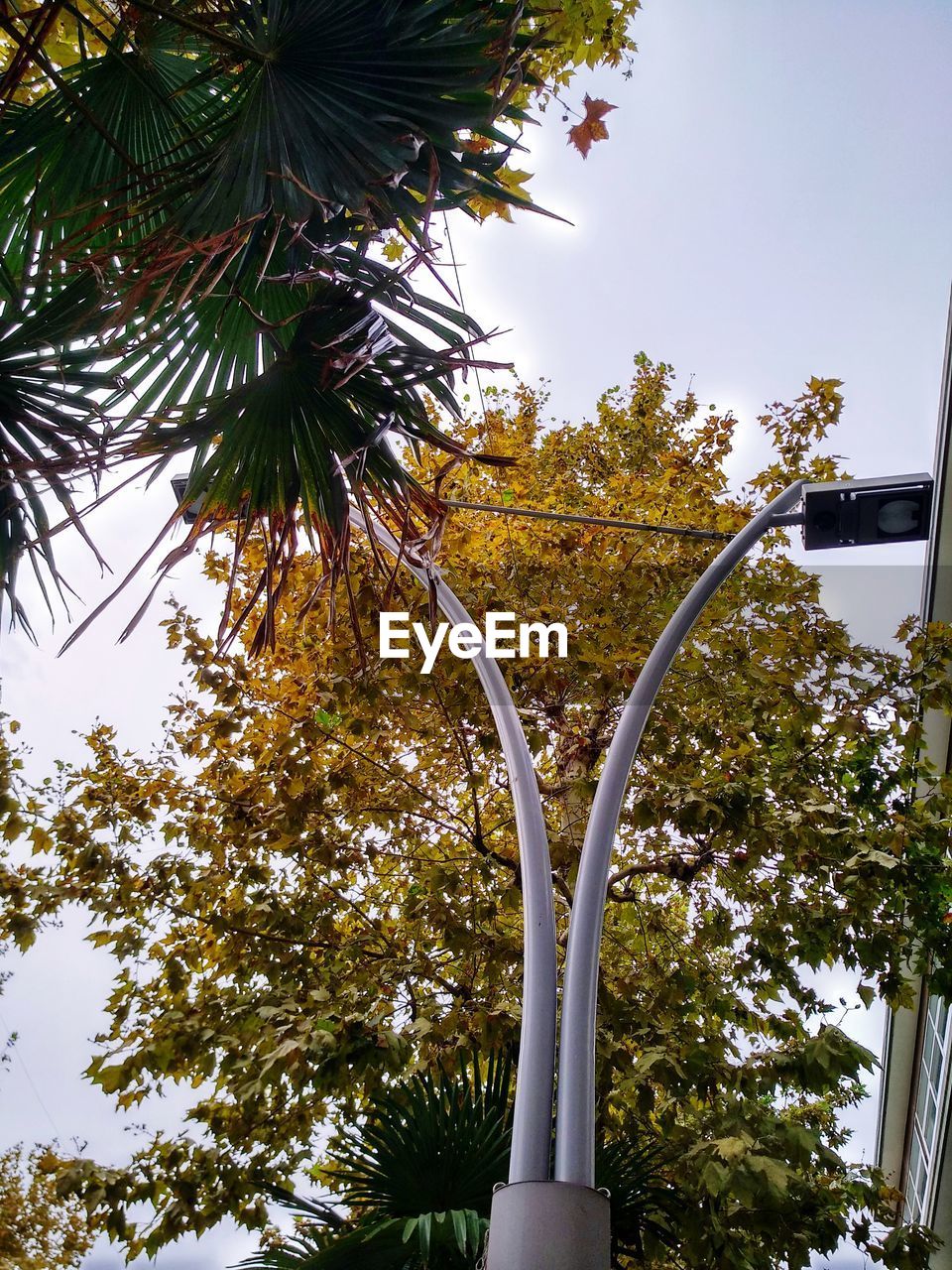 LOW ANGLE VIEW OF PALM TREE AGAINST SKY