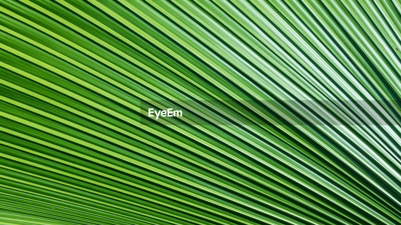 CLOSE-UP OF PALM LEAF