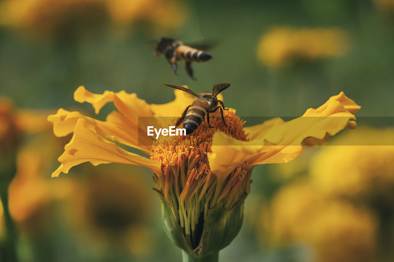 Close-up of insect on yellow flower